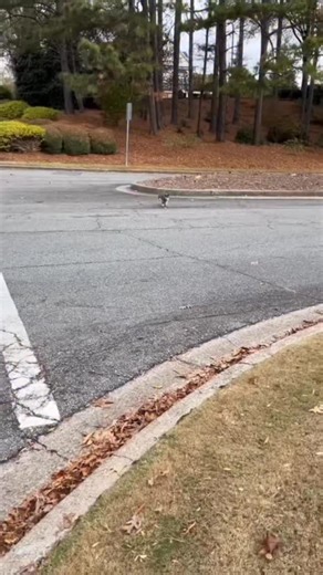 Happy Friday from neighbor cat Oliver, Gunny & Emmie. Did you see her little legs go? #catwalkswithdogs | Englishbulldogemmie
