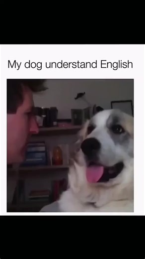 Hilarious and Adorable Dog Compilation