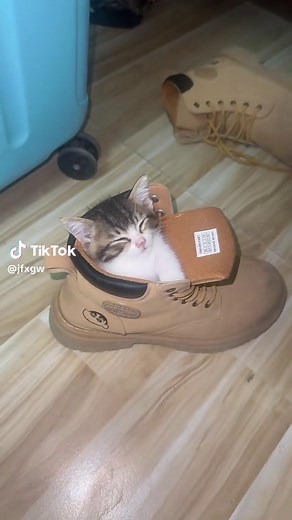 Cute Kitty Cat Compilation: Funny Pet Moments