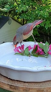 209K views · 4.9K reactions | ❤️ female cardinal drinking water ❤️ #cardinals #birdfeeder #backyardbirds #birdwatching | Amy Yu | Facebook
