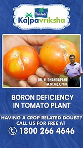 Boron deficiency in tomato plants can cause several growth problems, as boron plays a crucial role in various physiological functions, including cell wall formation, reproductive development, and sugar transport. Boron is a micronutrient, meaning it is needed in small quantities, but its absence or insufficiency can lead to significant issues. Having a crop related doubt? Call us for free at 1800-266-4646 (Kalpavriksha Kisan Helpline) & our team will help you out. #parachutekalpavriksha #Kalpavr