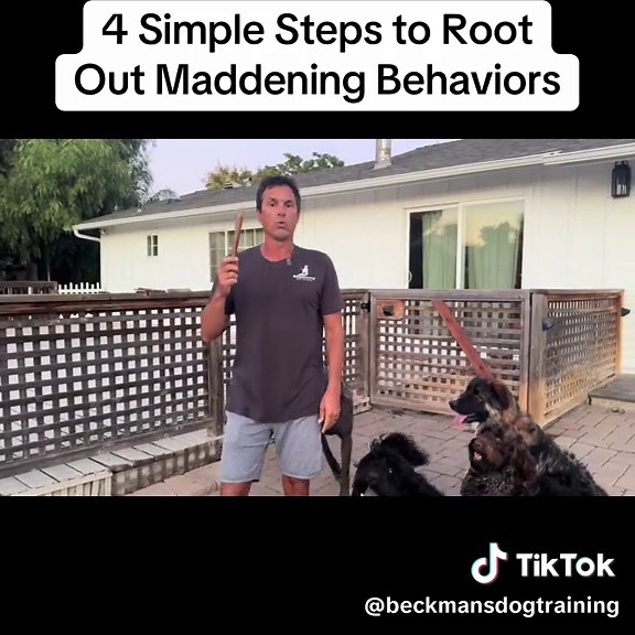 Learn how to reduce or eliminate most problem behaviors with these 4 steps. #dogtraining #dog