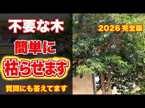 2026 Latest Edition: How to Kill Trees – What to Do with Unwanted Trees? A Guide to Stumps and St...
