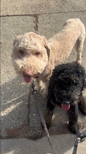 Can You Identify These Dog Breeds? Test Your Canine Knowledge!#dogbreeds #canineknowledge