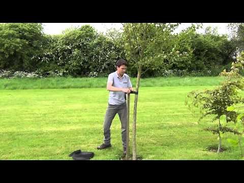 Using the Tree Strapping Belt