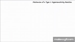 Type I Hypersensitivity - Mechanism (Described Concisely) on Make a GIF