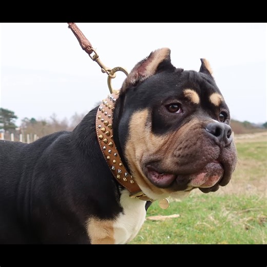 Color Bomb Bullies Nanook. Co-owned with Color Bomb Bullies Romania. The puppy pictures are made by his breeder. #pocketbully #pocketbullies #americanbully #americanbullies #americanbullypocket #americanbullymale #pocketmale #americanbullypuppy #bullypuppy #americanbullyblacktri #bullyblacktri #yamorias #yamoriaskennel #yamoriasamericanbullies #yamoriasbullies #grimm #Facebullies #rockofellagrimm