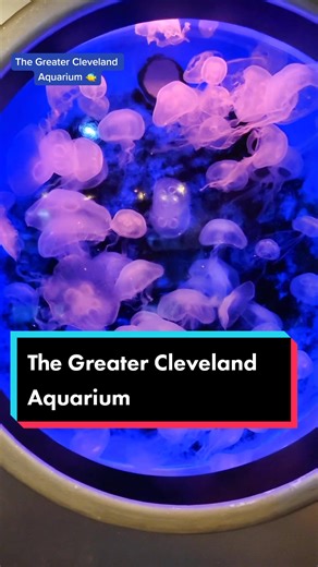 Exploring the Wonders of the Greater Cleveland Aquarium