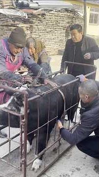 🐷 Traditional Pig Slaughter: Old-School Farming Techniques 👀