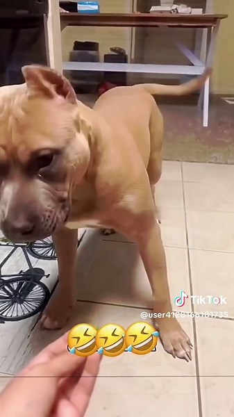 Try Not to Laugh Challenge with Pets