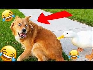 Funny ANIMAL Videos Compilation - Try NOT to LAUGH at these TALKING Animals