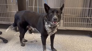 ❤️7/1/22 SAFE! Guess who was adopted today? 👇👇👇Loki!!! Thank you all for getting his video out there so his new family could see it! Thank you to the family who made the choice to add Loki to their pack! ❤️❤️❤️❤️❤️❤️ 6/29 Loki is so handsome and ready to get out the shelter but in order to do so, he needs all the help he can get. Can you help by fostering or adopting? If not, please make sure you pledge and spread the word! 💗🐾 𝙊𝙉𝙀 𝙇𝙊𝘾𝘼𝙇 𝙁𝙊𝙎𝙏𝙀𝙍 𝘾𝘼𝙉 𝙎𝘼𝙑𝙀‼ ⚡What would you 