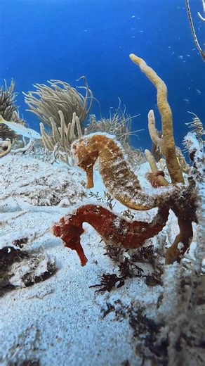 1.3K views · 22 reactions | Beautiful Underwater Life | Dante M. Woods | Facebook