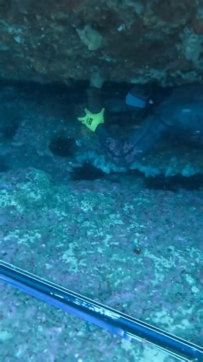 Digging out some bugs slippers crayfish #spearfishing #fishing #diving #sea #UnderwaterAdventure #highlights #fypシ゚ | fishing Adventure TV