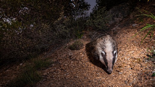 Unexpected animal activity recorded with DSLR camera trap