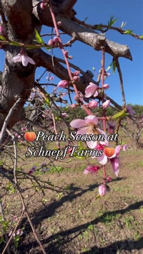 38K views · 425 reactions | From flower to fruit, peach picking season at Schnepf Farms is a highly anticipated experience, and we are just weeks away from harvest time!  If you haven't joined in on the fun and deliciousness with us, 2024 is your year to do so! Look for all that peachy goodness during the month of May! #Peaches #farm #organic #queencreek #arizona #farmtotable #schnepffarms #farmfresh #familyfriendly #harvesttime | Schnepf Farms | Facebook
