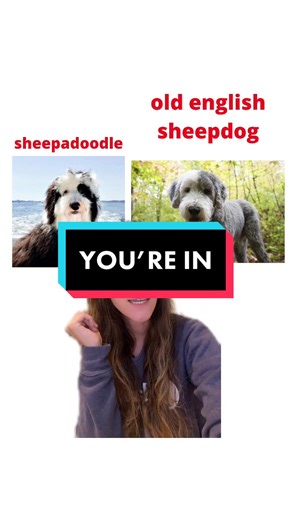 Finding the Perfect Dog Breed for You: Poodle vs Goldendoodle vs Sheepadoodle