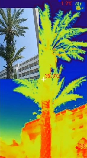 Palma 🌴 what do you associate palms with A warm climate, vacations relaxation, or something else ent