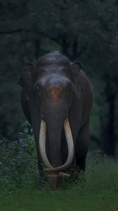 186K views · 4.7K reactions | A serene monsoon morning in magical kabini... | B L a C K S O U L | Facebook