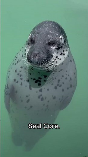Seal Core.🦭🦭