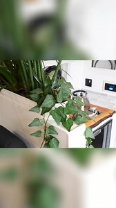 1.9K views | We met up with vanlifebuilds to check out their incredible Mercedes Sprinter which they have built into a homely conversion with outdoor hammocks! | Van Clan | Facebook