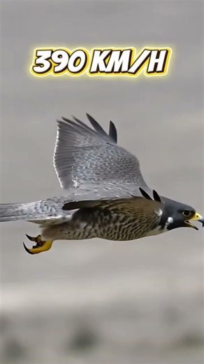 The Fastest Bird in the World – 390 km/h! #shortvideo #viral #fyp