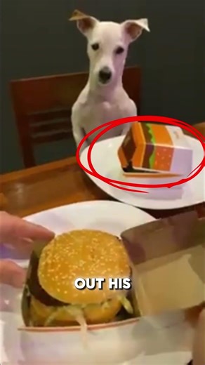 Owner Pranks Dog With FAKE Food! - HILARIOUS