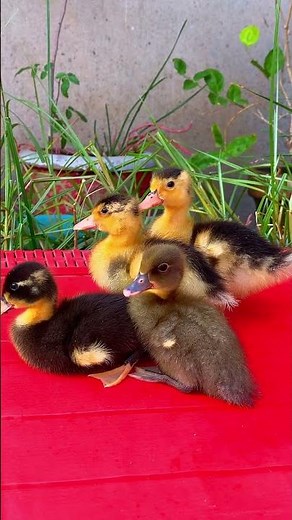 So many feathers, so little time🦢🐣 #duckling #ducklinglove #duck
