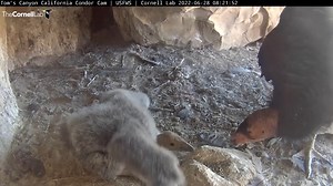 31K views · 1.3K reactions | At nearly two months old, the California Condor chick is growing like a weed thanks to plenty of food from mom and dad. Watch the female arrive to the Toms Canyon nesting cave and offer up a meal after her chick begs with wings extended. Tune in LIVE at AllAboutBirds.org/Condors | Bird Cams | Facebook