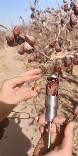 Real He Tian Jujube 🌴 Naturally Dried | Thick Pulp & Sweet Taste. #HeTianJujube#Jujube