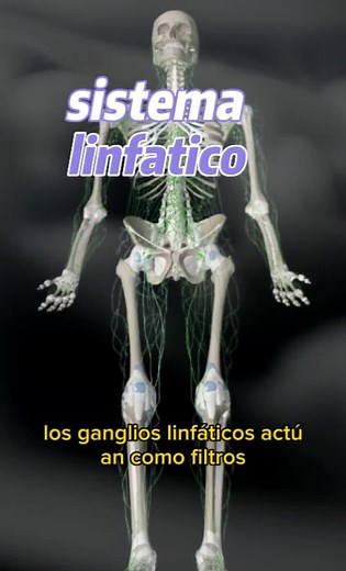 Sistema Linfático: Anatomía y Funciones