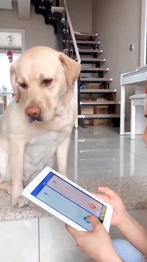 Dog Translator trên TikTok