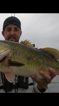 Catching Giant Bass with Garmin Livescope!