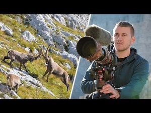 ALPINE IBEX fighting on 2000m | Wildlife Photography