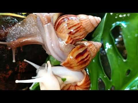 The World's Biggest Snail? A Close-Up Look at a Giant