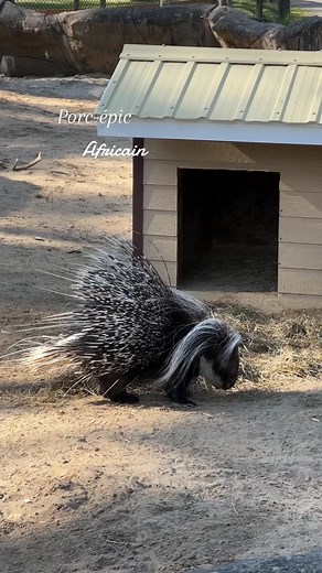 Le porc-épic africain, également connu sous le nom de porc-épic à crête (Hystrix cristata), est un rongeur robuste qui se distingue par ses longs piquants noirs et blancs. Originaire d'Afrique, cet animal nocturne utilise ses piquants comme mécanisme de défense contre les prédateurs. Le porc-épic africain vit généralement dans des terriers et préfère les environnements rocheux ou boisés. En comparaison, le porc-épic américain (Erethizon dorsatum) est principalement trouvé en Amérique du Nord. Co