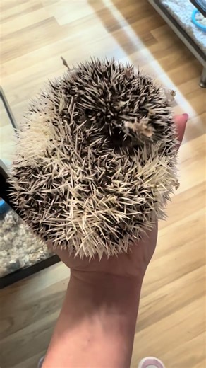 Hedgehogs available here 🦔🦔 #pets #hedgehog #available #foradoption #cute #petshop