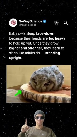 Why Do Baby Owls Sleep Face-Down? (It’s Not What You Think)