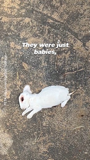 Did you know baby bunnies are DYING in the angora wool industry? 😔💔 Remember that the next time you're contemplating buying an angora wool sweater. | PETA (People for the Ethical Treatment of Animals)