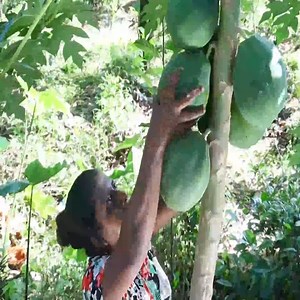 51K views · 1K reactions | Let's see how to make traditional papaya and Malay pickles. village kitchen recipe | Village Kitchen+ | Facebook