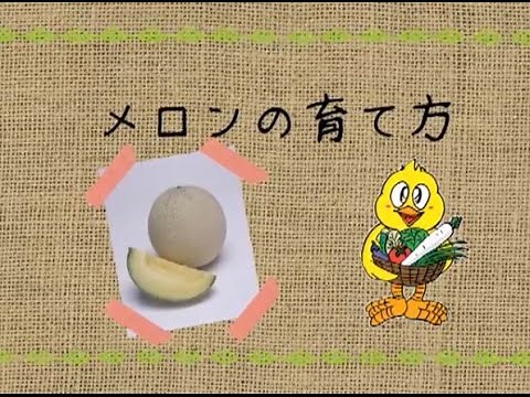 How to grow melons - Farmer