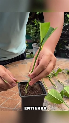🍋 ¡Así puedes convertir una rama de limón en un nuevo limonero!