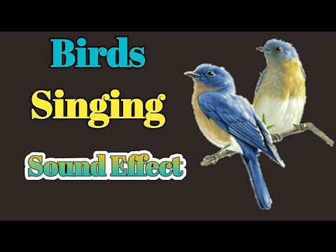 birds chirping sound effect loud || copyright free sound effects