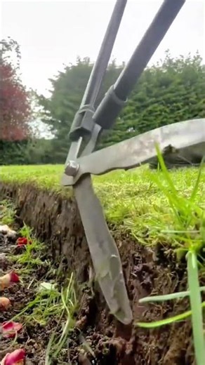 Edging Garden Lawns Manually Using Long Handled Shears for Professional Landscaping Art
