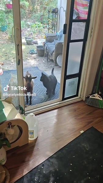 #featherthewonderkitty #purrfectpetcarellc #willowthewondergoat