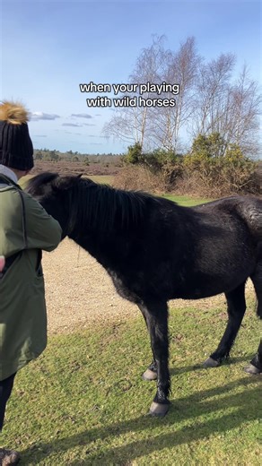 Wild horses at New Forest National Park 🌲