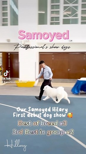 1.3K views · 30 reactions | Our samoyed Hilary first debut!...