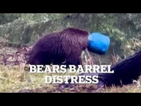 Bear’s Desperate Escape: Trapped in a Blue Barrel!