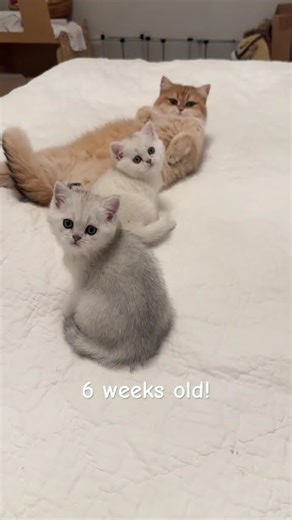 Mommy cat with kittens! British shorthair! Apollo is the father again 🙀