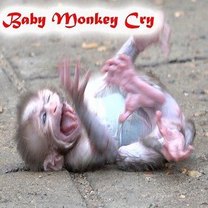 16K views · 84 reactions | The orphaned Newborn Monkey still misses its mother   | Monkeys TV | Facebook